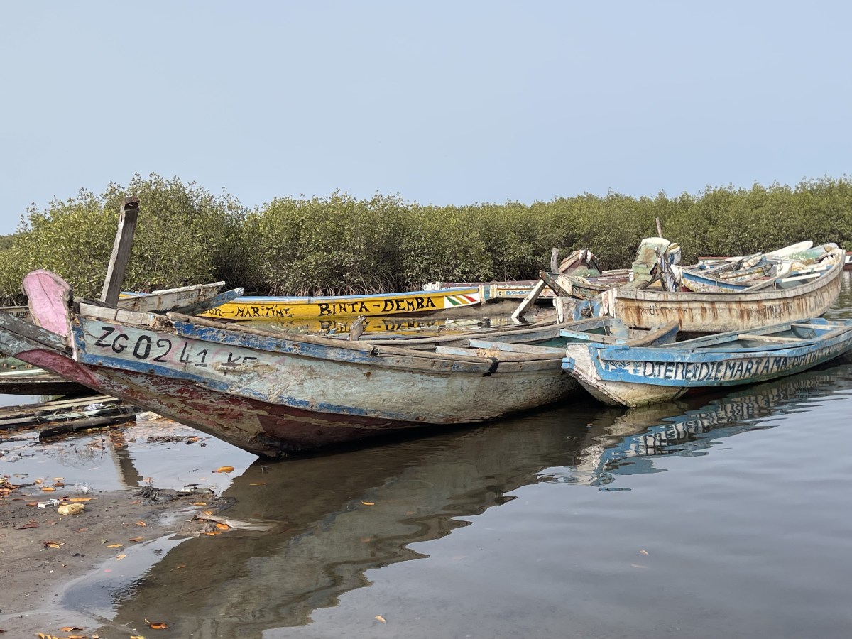La mangrove de Casamance